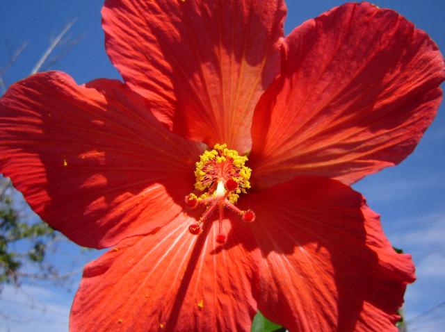 Hibisco: conheça a flor que traz benefícios para a saúde Divulgação/Stock Photos Hibisco: conheça a flor que traz benefícios para a saúde Divulgação/Stock Photos