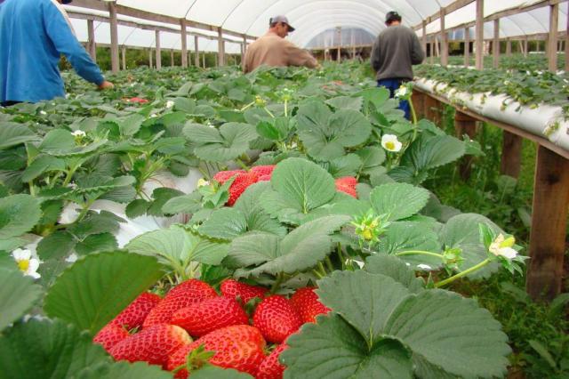 Técnica de cultivar morangos sem utilização de terra amplia produtividade da fruta no Estado Luiz André Steffen/Divulgação Técnica de cultivar morangos sem utilização de terra amplia produtividade da fruta no Estado Luiz André Steffen/Divulgação