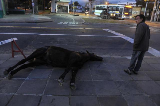 Cavalo é encontrado morto no bairro Glória, em Porto Alegre Bruno Alencastro/Agencia RBS Cavalo é encontrado morto no bairro Glória, em Porto Alegre Bruno Alencastro/Agencia RBS