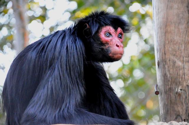 Macaco-aranha-de-cara-vermelha é o novo "galã" do Gramadozoo Caroline Zanchi,Divulgação/Gramadozoo,Divulgação Macaco-aranha-de-cara-vermelha é o novo "galã" do Gramadozoo Caroline Zanchi,Divulgação/Gramadozoo,Divulgação