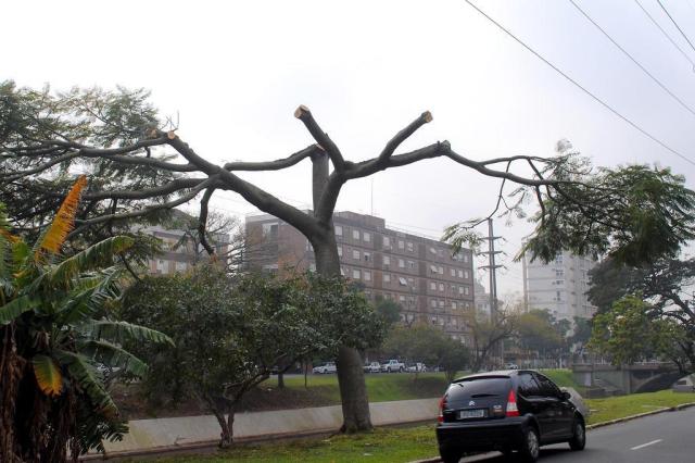 Smam autua a CEEE por poda irregular de árvores na Avenida Ipiranga Sérgio Louruz/PMPA,Divulgação Smam autua a CEEE por poda irregular de árvores na Avenida Ipiranga Sérgio Louruz/PMPA,Divulgação