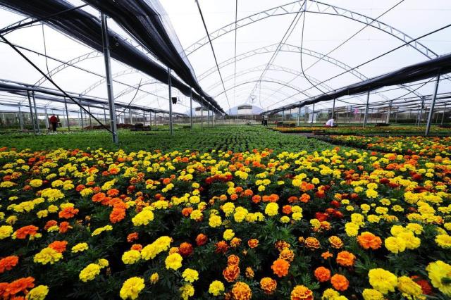 flores cidade jardim:Mercado das flores: Pareci Novo é uma cidade com jeito de jardim flores cidade jardim:Mercado das flores: Pareci Novo é uma cidade com jeito de jardim