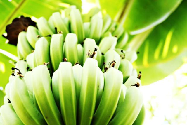 Descobertas recentes mostram a eficiência de frutos não amadurecidos na produção de suplementos reprodução/reprodução Descobertas recentes mostram a eficiência de frutos não amadurecidos na produção de suplementos reprodução/reprodução