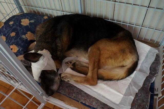 Cadela enterrada viva se recupera bem, mas Polícia não tem suspeitos do crime Divulgação/Associação Mãos e Patas Cadela enterrada viva se recupera bem, mas Polícia não tem suspeitos do crime Divulgação/Associação Mãos e Patas