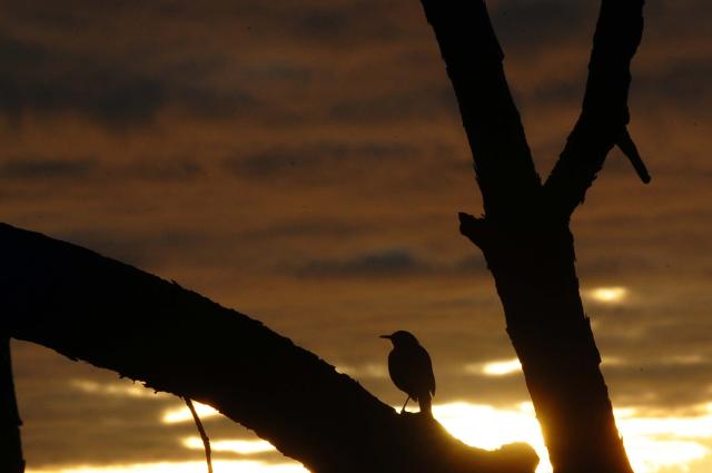 Veja imagens do amanhecer de sol entre nuvens na Praia Mole, em Florianópolis Guto Kuerten/Agência RBS Veja imagens do amanhecer de sol entre nuvens na Praia Mole, em Florianópolis Guto Kuerten/Agência RBS