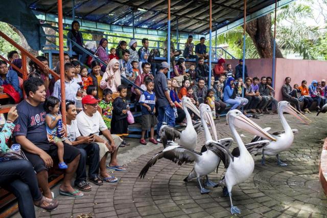 Mortes de animais geram movimento por fim de zoológico na Indonésia Andri Tambunan/The New York Times Mortes de animais geram movimento por fim de zoológico na Indonésia Andri Tambunan/The New York Times