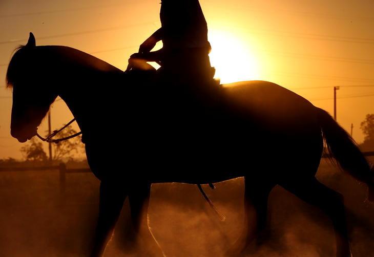 Cavalo cavalgando na bahia imagem editorial. Imagem de freio
