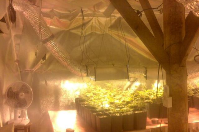 Operação policial descobre estufas com 125 pés de maconha em Imbituba, no Sul Divulgação/Polícia Militar Operação policial descobre estufas com 125 pés de maconha em Imbituba, no Sul Divulgação/Polícia Militar
