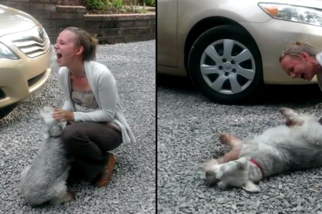 VÍDEO: cachorro desmaia de emoção ao reencontrar dona Youtube/Reprodução VÍDEO: cachorro desmaia de emoção ao reencontrar dona Youtube/Reprodução