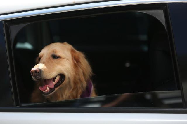 Aprenda a transportar seu pet com segurança Diego Vara/Agencia RBS Aprenda a transportar seu pet com segurança Diego Vara/Agencia RBS