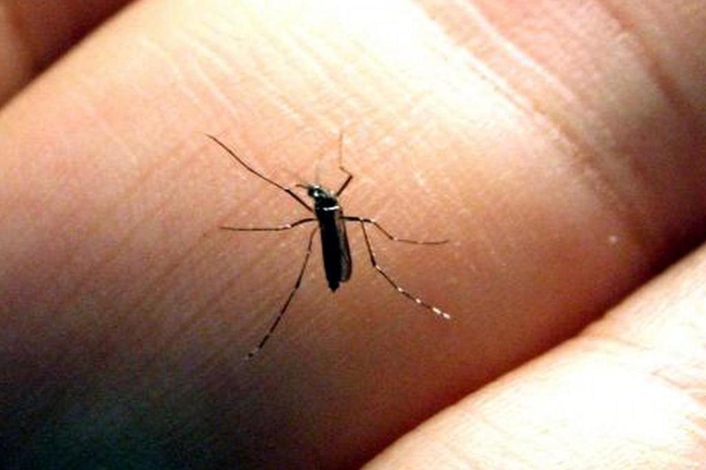 O que é a febre chikungunya e por que o governo alerta para a proliferação do vírus Ivo Gonçalves/PMPA/Divulgação