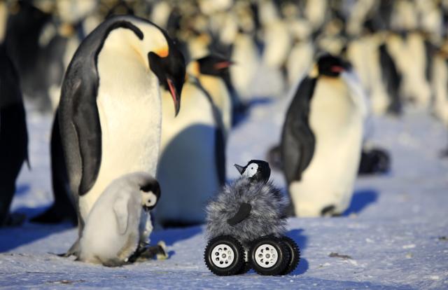 Robô disfarçado ajuda cientistas a estudar pinguins NATURE METHODS MAGAZINE/AFP