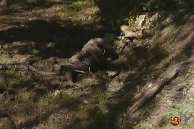 Aventureiro não é engolido por sucuri e frustra espectadores Reprodução/Discovery Channel