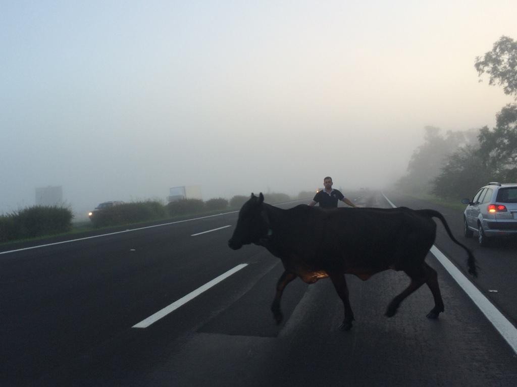 Gado invade a freeway e causa acidente com veículo Felipe Daroit/Rádio Gaúcha Gado invade a freeway e causa acidente com veículo Felipe Daroit/Rádio Gaúcha