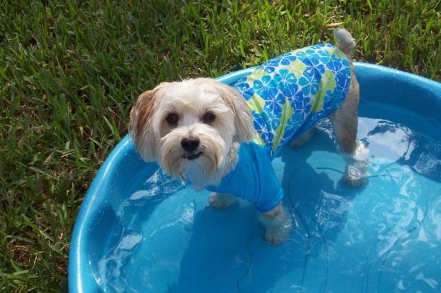 Como cuidar dos pets no calor stock.xchng/divulgação