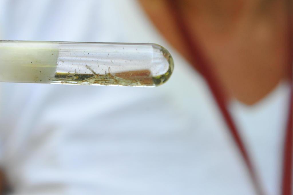 Gaúchos poderão denunciar focos de dengue com aplicativo para smartphone