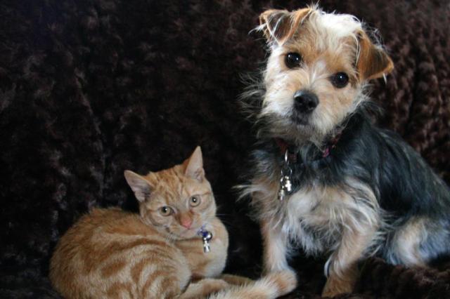 Tratar bichos como membros da família é o que alavanca o mercado pet, dizem especialistas Bev Lloyd-Roberts/freeimages Tratar bichos como membros da família é o que alavanca o mercado pet, dizem especialistas Bev Lloyd-Roberts/freeimages