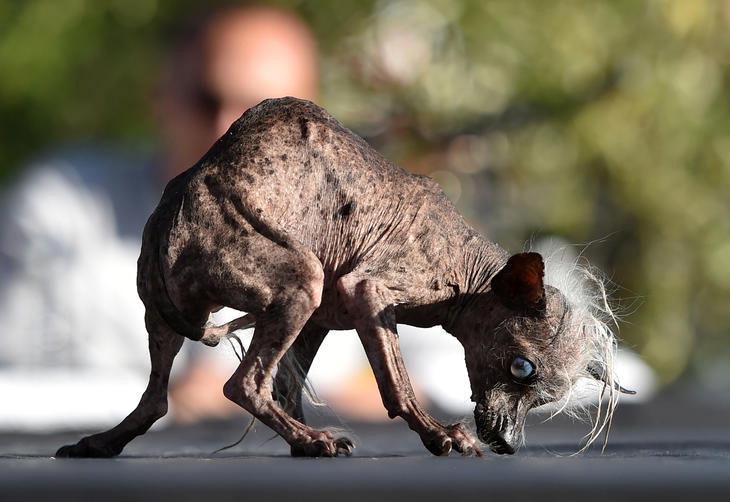 Competição do cachorro mais feio do mundo está com inscrições