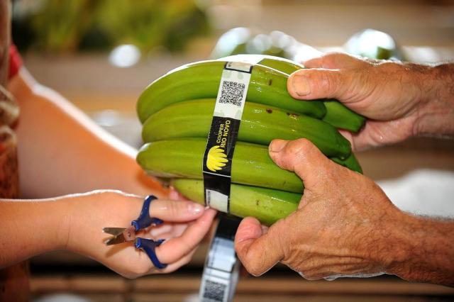 Cooperativa incorpora QR Code em bananas e aumenta competitividade em Santa Catarina Maykon Lammerhirt/Agencia RBS