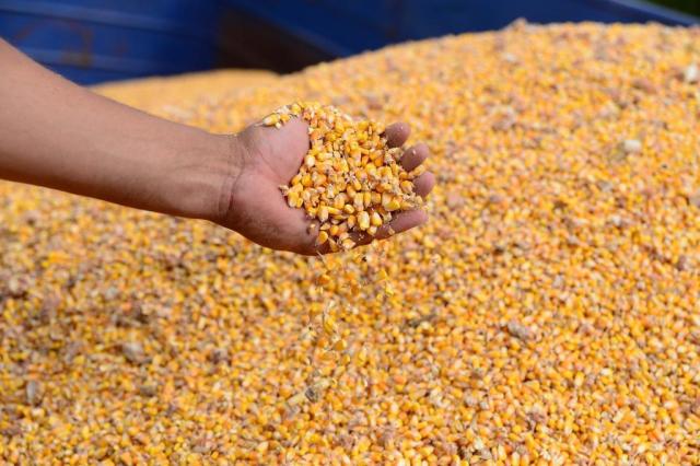 Ao plantar menor área de milho em 45 anos, Rio Grande do Sul aumenta dependência da soja e riscos para o solo Diogo Zanatta/Especial