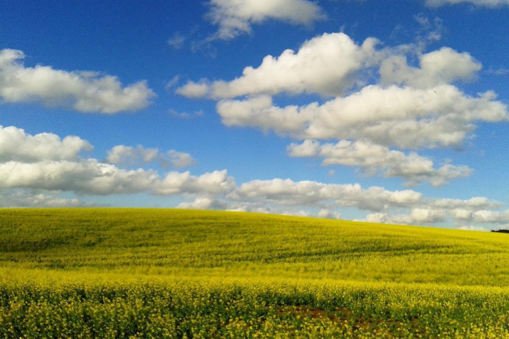 Chuva reduz produtividade da canola no Rio Grande do Sul