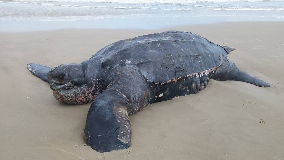 Tartaruga Gigante Aparece Morta Em Cap O Da Canoa Di Rio Ga Cho