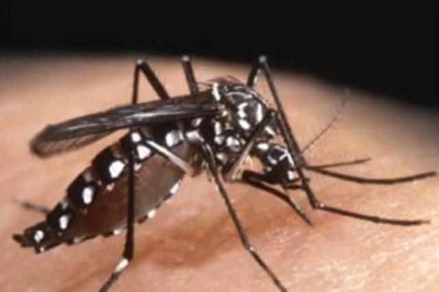 Polinésia Francesa pode ser porta de entrada do zika para o mundo Divulgação/Ver Descrição