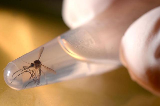 Em 12 semanas, Rio Grande do Sul registra 11 casos de zika em 2016 Marvin Recinos/AFP