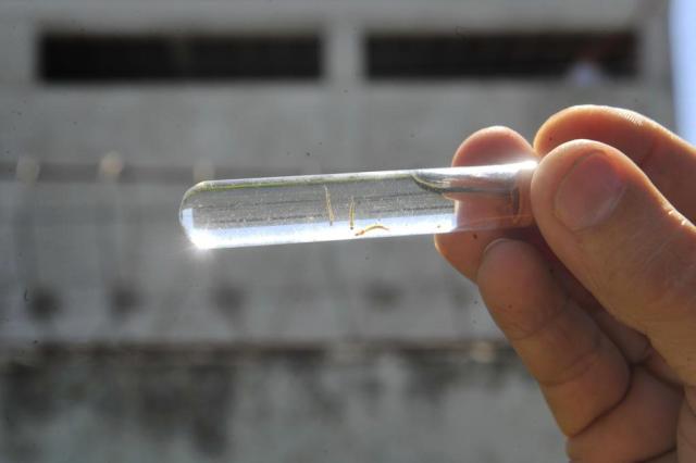 RS tem 580 casos de dengue, 16 de zika e oito de chikungunya Germano Rorato/Agencia RBS RS tem 580 casos de dengue, 16 de zika e oito de chikungunya Germano Rorato/Agencia RBS