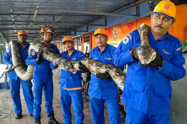 Cobra de 250 quilos e 7,5 metros é encontrada na Malásia Malaysia Civil Defence Departmen/AFP