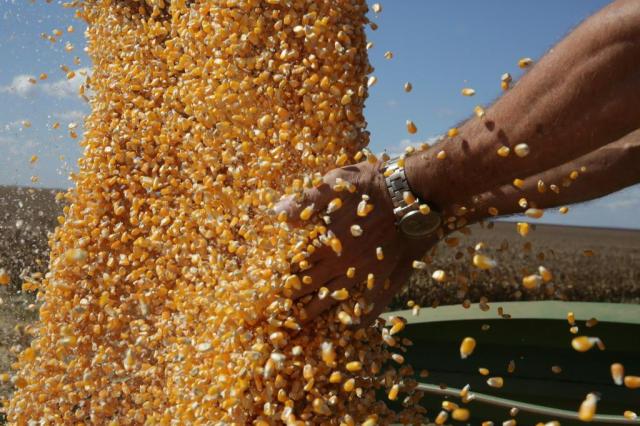 Safra gaúcha de grãos é menos afetada pelo clima do que no Brasil Tadeu Vilani/Agencia RBS