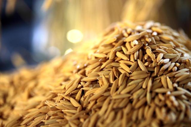 Escassez de arroz no mercado brasileiro faz indústria ficar ociosa Paulo Lanzetta/Embrapa,Divulgação