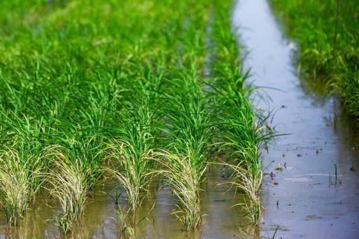 Omar Freitas / Agencia RBS Omar Freitas / Agencia RBS