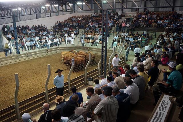 Afetada pela Operação Carne Fraca, temporada de feiras de terneiros inicia com preços mais baixos Marcus Tatsch/Especial