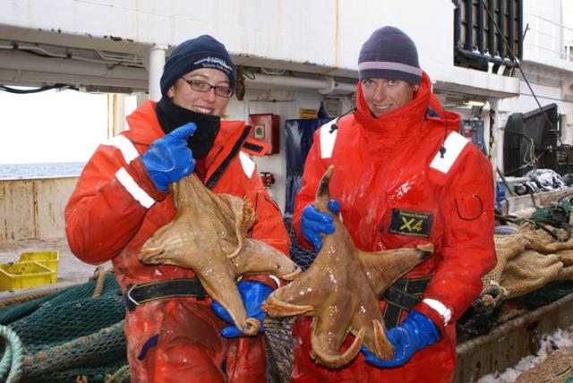 Pesquisadores descobrem estrela-do-mar gigante no Antártico John Mitchell, AP / Pesquisadores descobrem estrela-do-mar gigante no Antártico John Mitchell, AP /