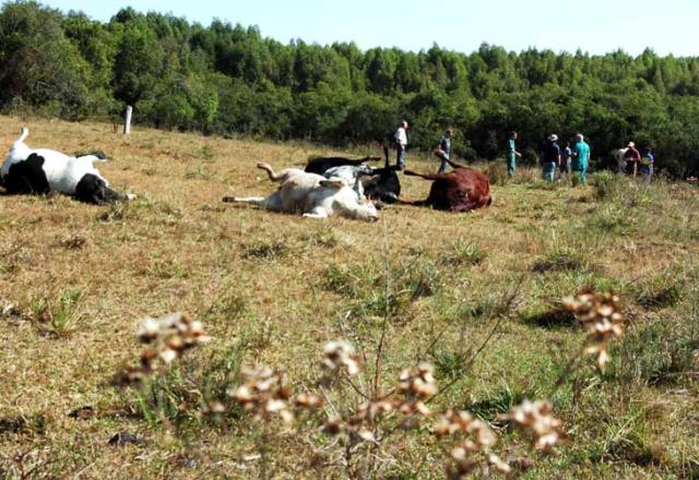 Duas empresas de aviação agrícola de São Sepé estão proibidas de fazer aplicações Fernando Ramos / Duas empresas de aviação agrícola de São Sepé estão proibidas de fazer aplicações Fernando Ramos /