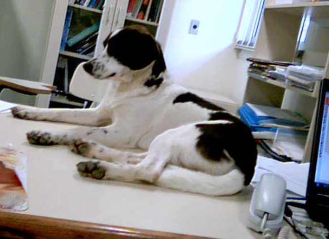 Ato cruel mata cão Alegria Arquivo pessoal / Ato cruel mata cão Alegria Arquivo pessoal /