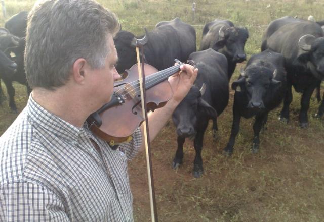 Pecuarista usa o som do violino para atrair búfalos no Vale do Rio Pardo Letícia Mendes/ Pecuarista usa o som do violino para atrair búfalos no Vale do Rio Pardo Letícia Mendes/
