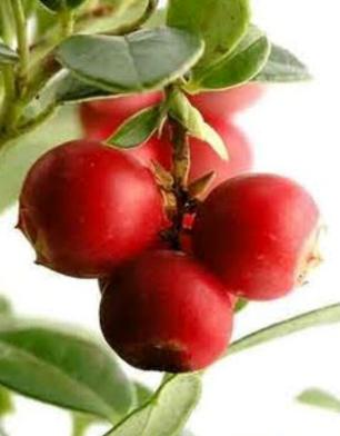 Cranberry: conheça a fruta que combate a infecção urinária Reprodução/ Cranberry: conheça a fruta que combate a infecção urinária Reprodução/