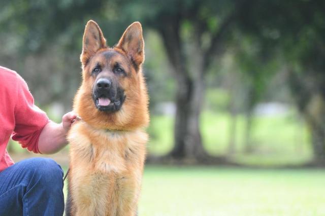 Em estudo, cão consegue identificar câncer de tireoide Salmo Duarte/Agencia RBS