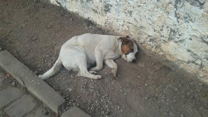 ANIMAIS SÃO ENCONTRADOS MORTOS EM RODOVIA ILHÉUS/SERRA GRANDE - ILHÉUS 24H  :: Porque a notícia não para.