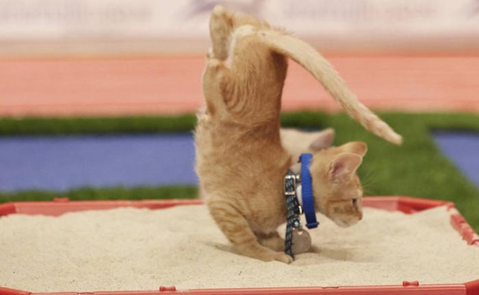 Olimpíada de gatinhos é a competição esportiva mais fofa já