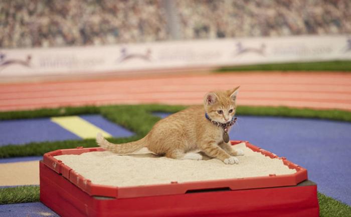 Olimpíada de gatinhos é a competição esportiva mais fofa já