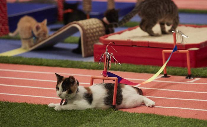 Olimpíada de gatinhos é a competição esportiva mais fofa já