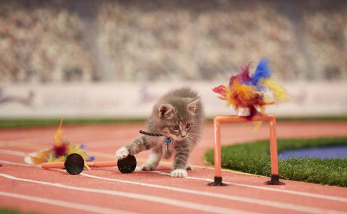 Olimpíada de gatinhos é a competição esportiva mais fofa já