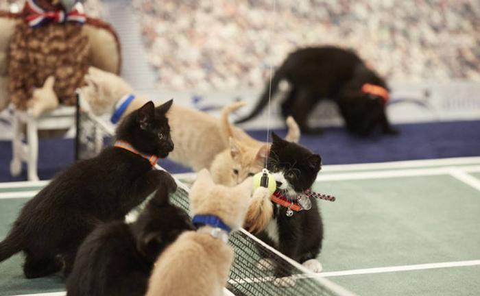 Olimpíada de gatinhos é a melhor competição esportiva que acontecerá nesta  sexta – Gatices