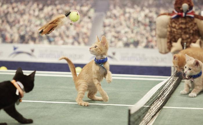 Olimpíada de gatinhos é a competição esportiva mais fofa já