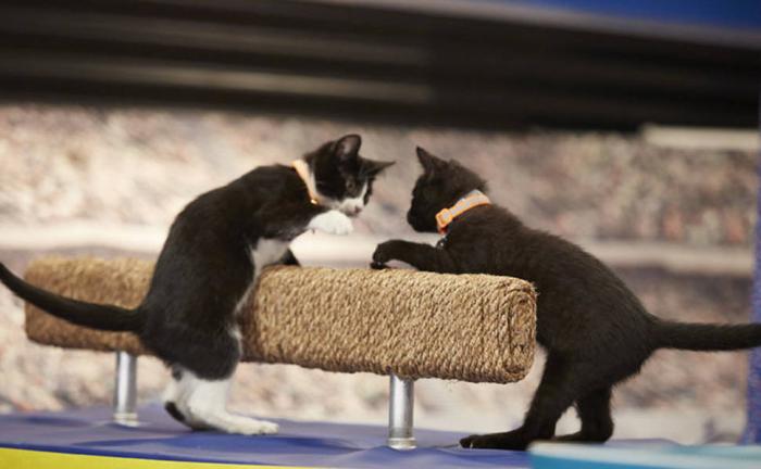 Olimpíada de gatinhos é a competição esportiva mais fofa já