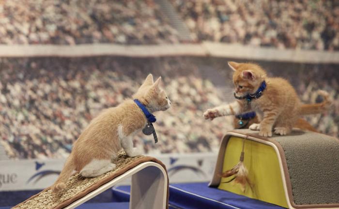 Olimpíada de gatinhos é a melhor competição esportiva que acontecerá nesta  sexta – Gatices