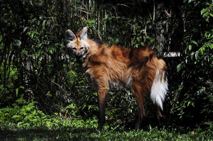 Ameaçado de extinção, lobo-guará é resgatado dentro de barracão em